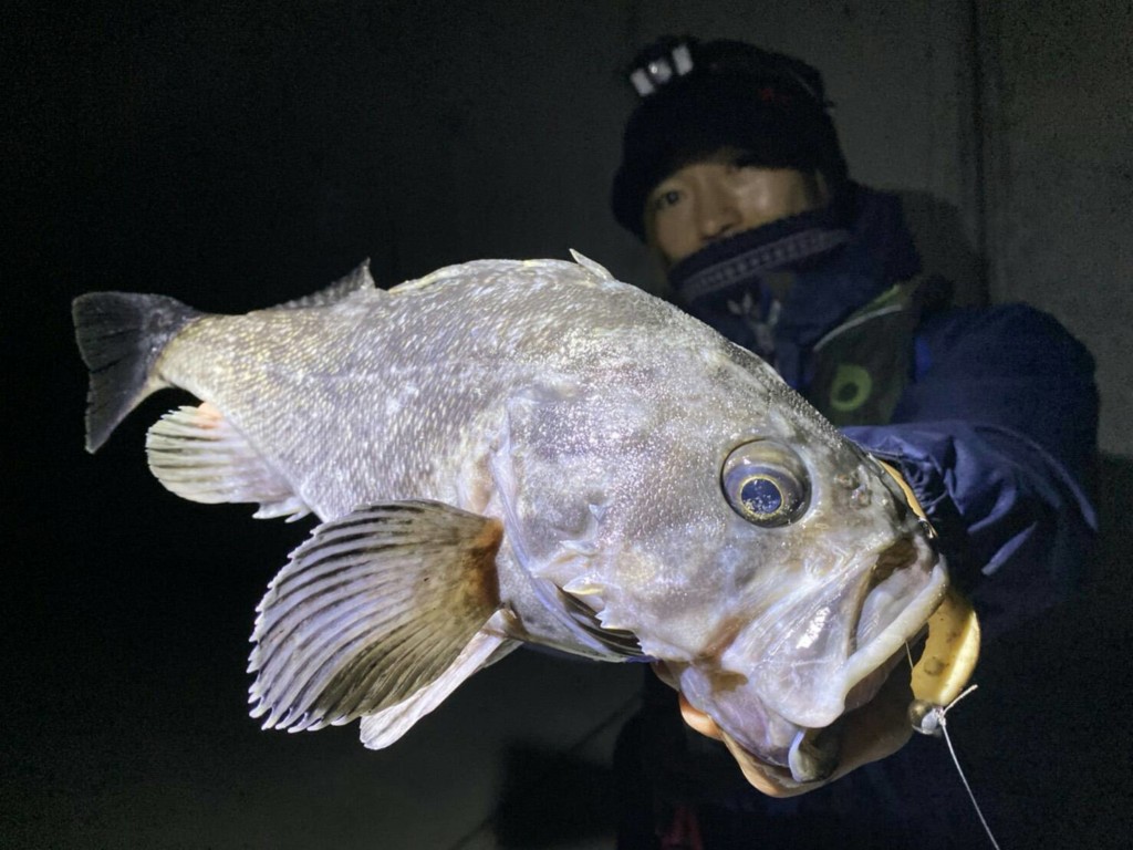 【内緒にしたい使い方】エコギア熟成アクアスーパーどじょうMはタチウオだけじゃない！ | 釣りの総合ニュースサイト「LureNewsR（ルアーニュース  アール）」