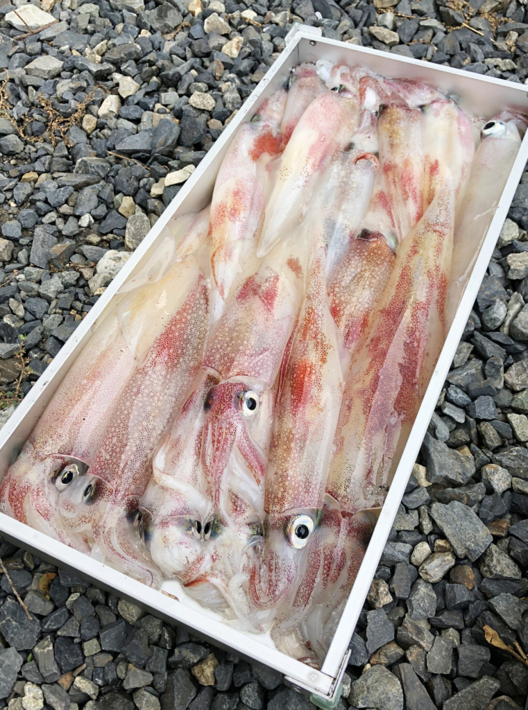 今までの 旨い から 極上 に変わる 釣りたて だからこそ 最高の状態を自宅まで イカの持ち帰り方 釣りの総合ニュースサイト Lurenewsr ルアーニュース アール